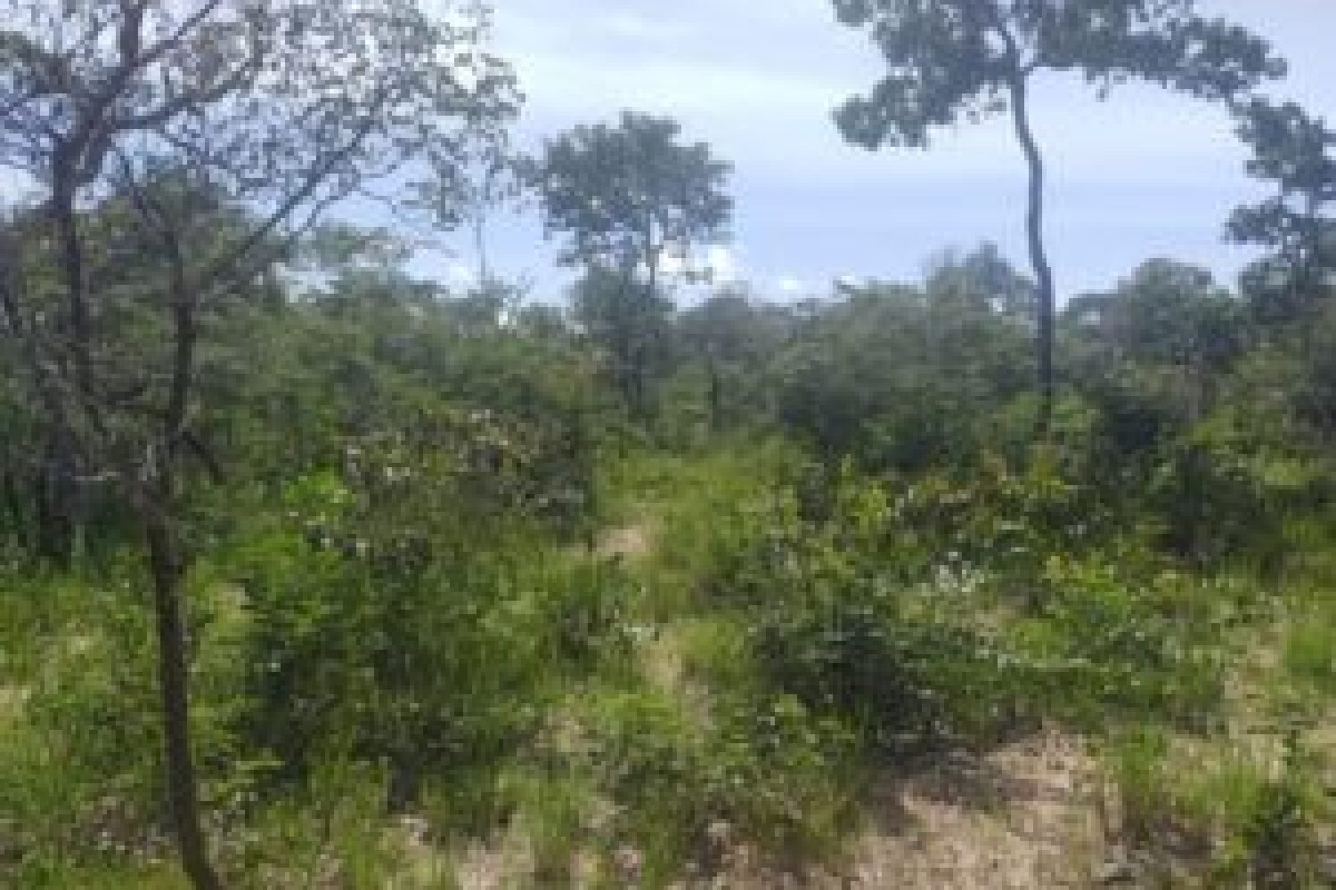 056-faz-santa-isabel-a7-300x208