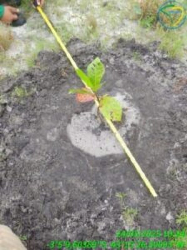 coroamento-2-225x300