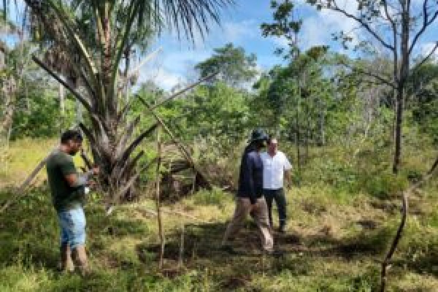 Avaliação de área
Fenner
