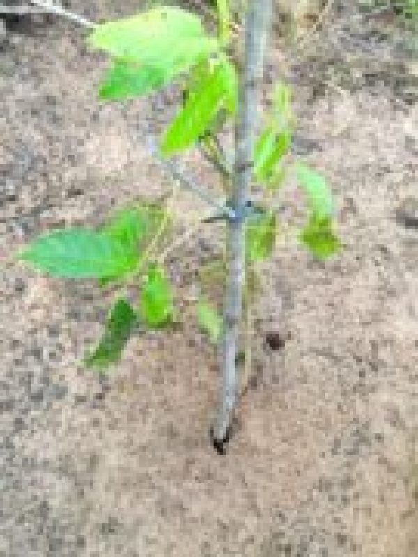 tutoramento-2-135x300