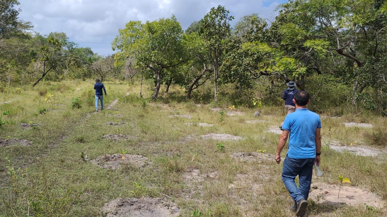 Visita na área de plantio de mudas