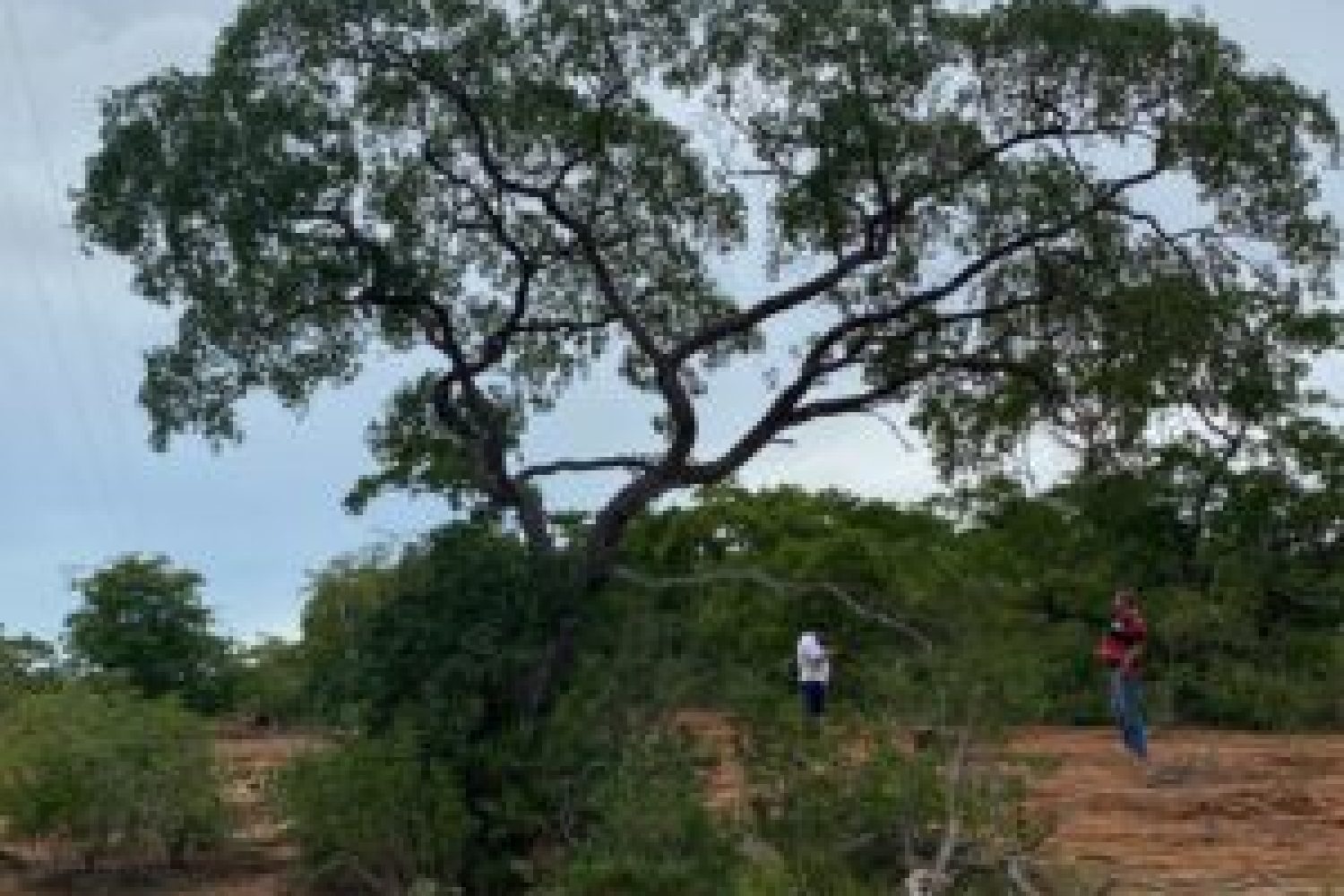 arvore-cerrado-e1691868184378-300x274