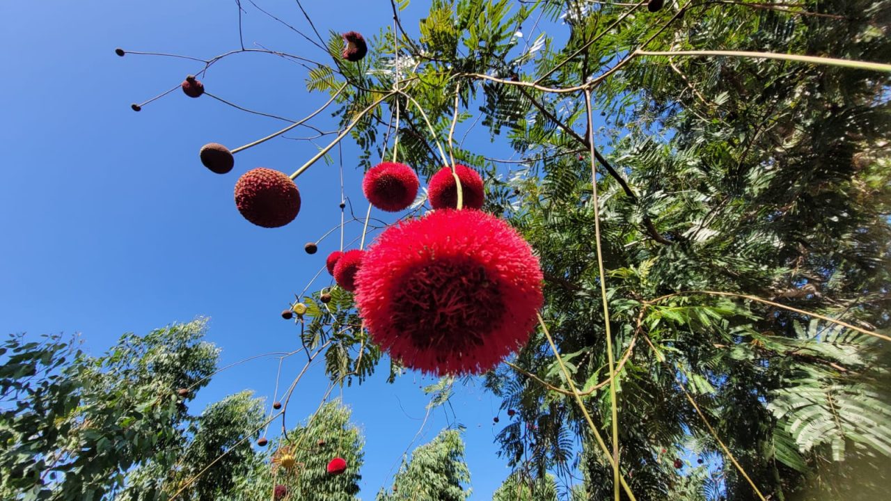 Fava de bolota | Foto: Felipe Figna