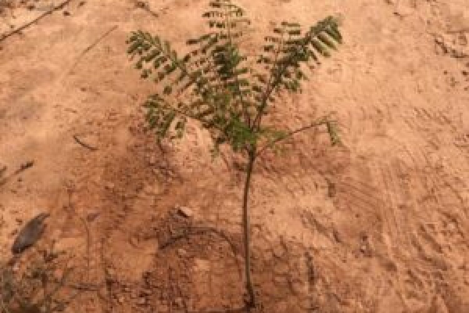 plantio-2-e1694530916635-300x241