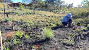 Plantio de mudas na propriedade do Sr. Linduarte em Chapada da Natividade