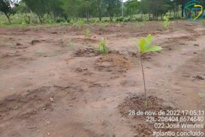 Plantio na propriedade 022