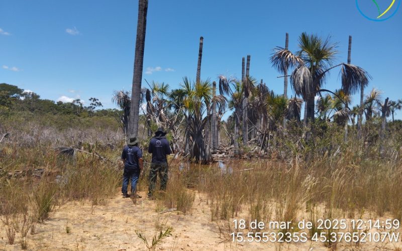 Área do projeto
Veredas