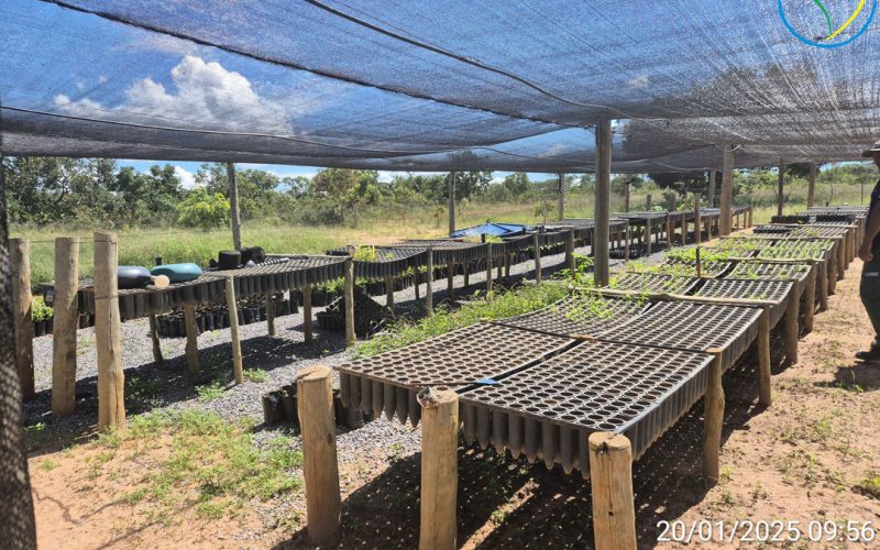 Figura-5---Viveiro-de-Produção-de-Mudas-local