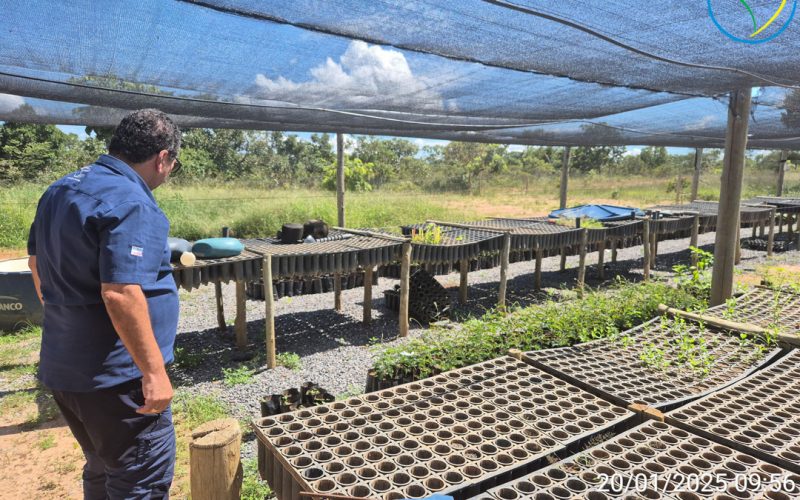 Figura-7---Viveiro-de-Produção-de-Mudas-local