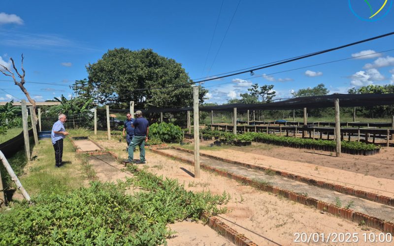 Figura-8---Viveiro-de-Produção-de-Mudas-local