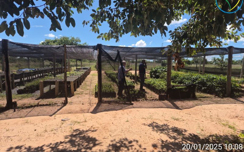 Figura-9---Viveiro-de-Produção-de-Mudas-local