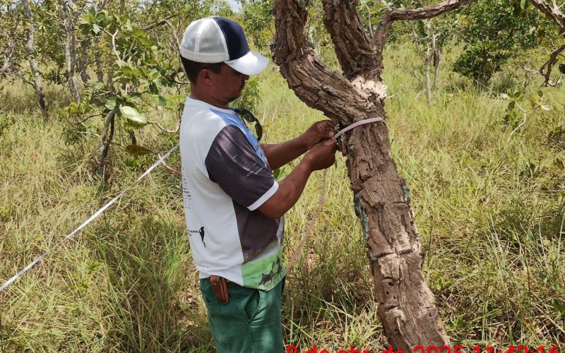 Projeto Veredas do Acari MG
Caracterização e Diagnóstico Ambiental 
Inventário Florestal
A2 P2